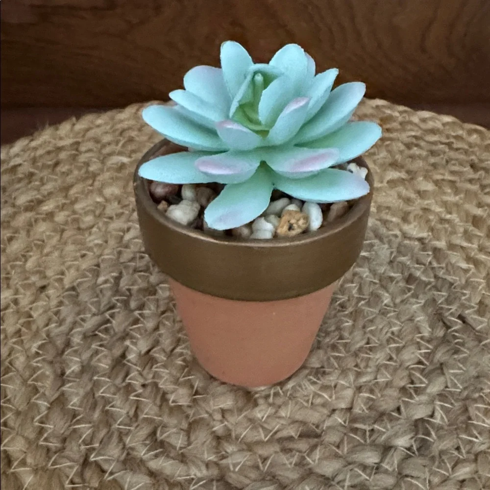 8️⃣ Assorted Succulents in Terracotta Pots